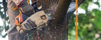 Best Hazardous Tree Removal  in Ardia, CA