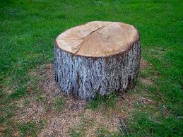 Best Arborist Consultation Services  in Ardia, CA