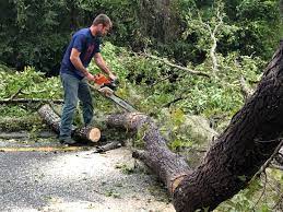 Best Fruit Tree Pruning  in Ardia, CA