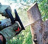 Reliable Arcadia, CA Tree Care Solutions