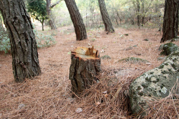 Best Root Management and Removal  in Ardia, CA