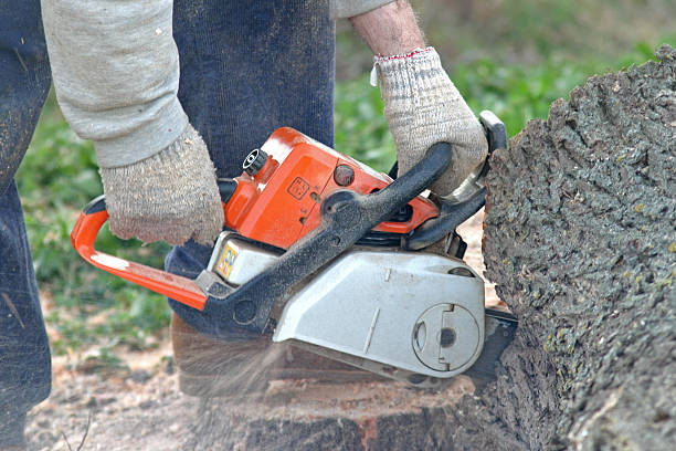 How Our Tree Care Process Works  in  Arcadia, CA