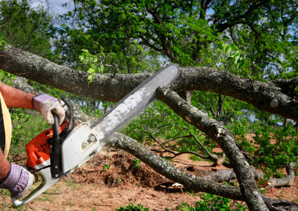 Best Tree Cabling and Bracing  in Ardia, CA